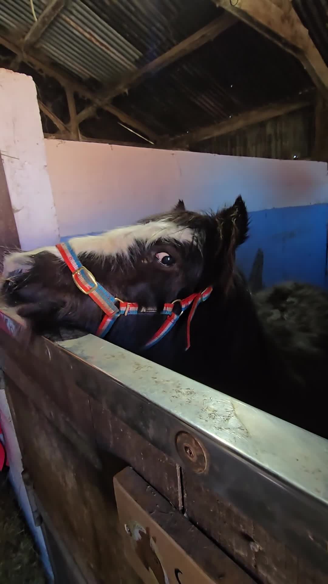 Irish Cob horses for sale: Beautiful 6mth Blagdon Filly - Video 1