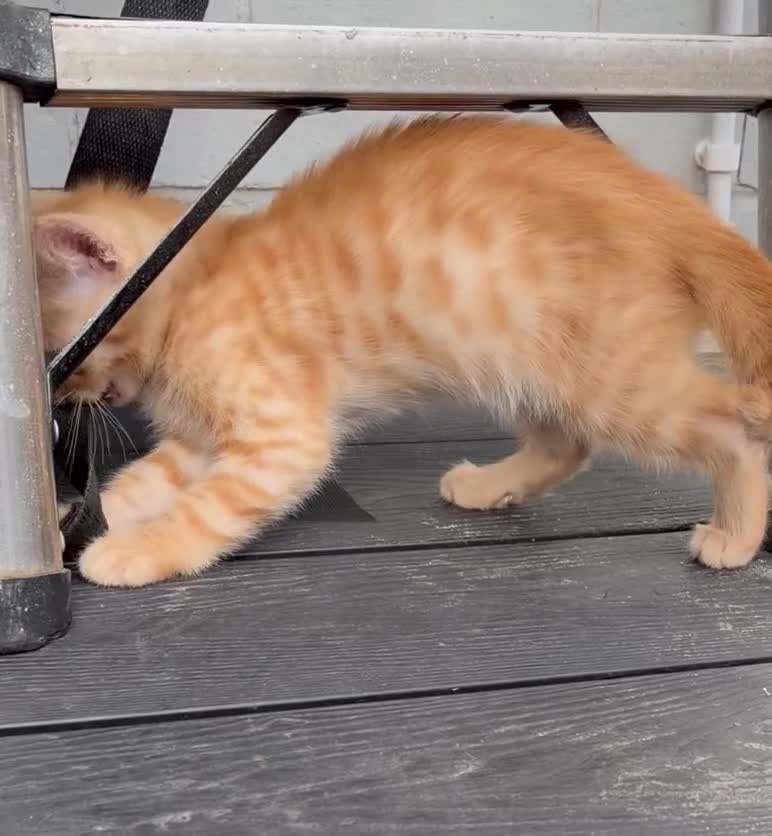 Savannah cats for sale: Ginger x f5 Savannah kittens 🔥 - Video 1