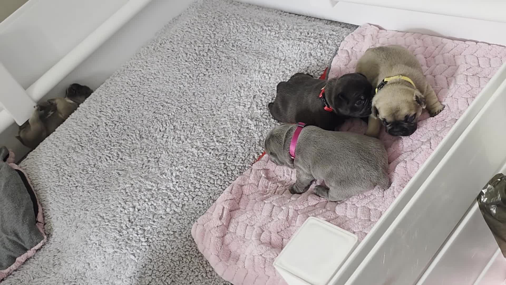 French Bulldog dogs for sale: Beautiful, Chunky, Frenchie Puppies - Video 1