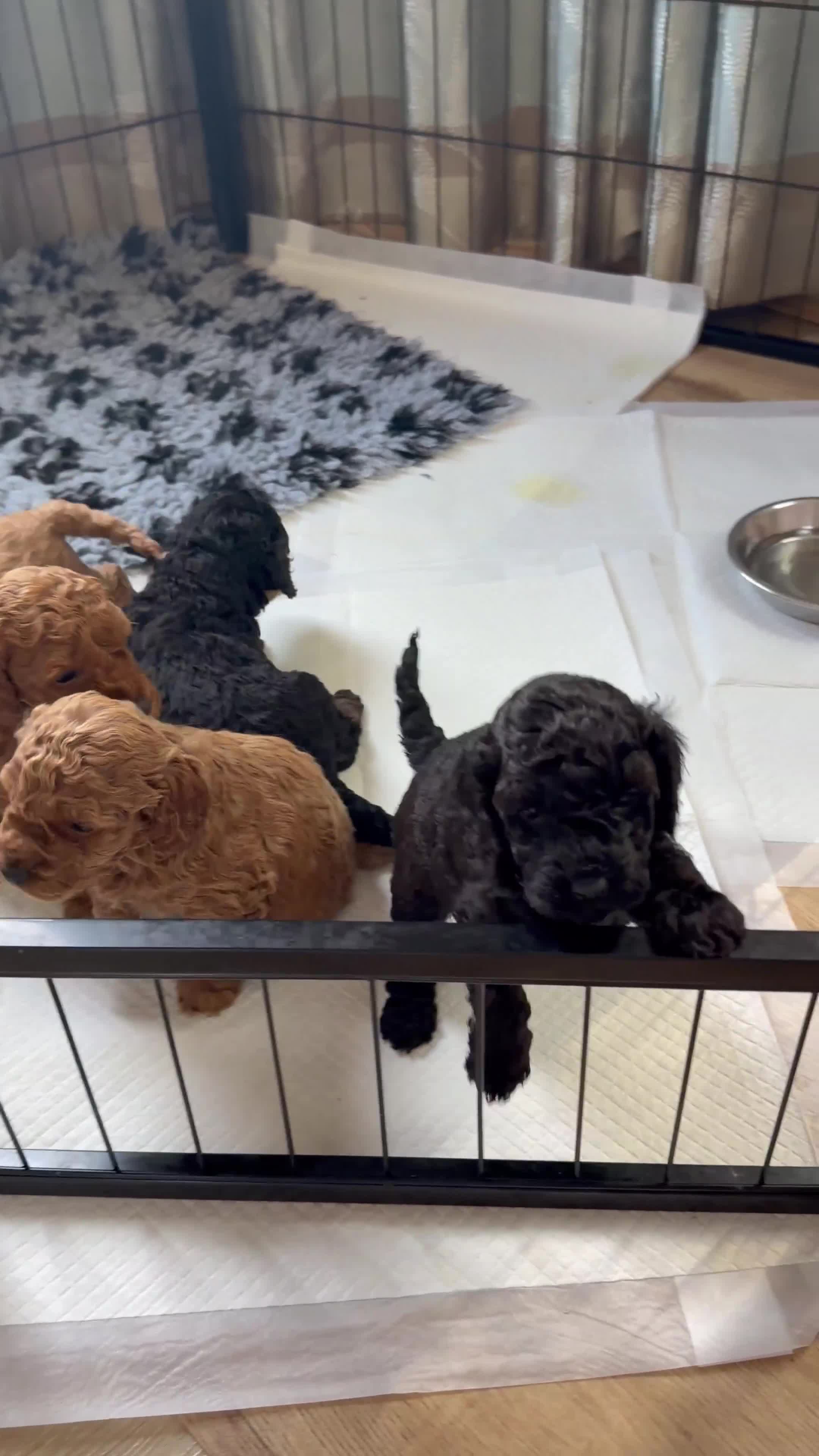 Cavapoochon dogs for sale: Mini F1b CAVAPOOCHON Puppies FORSALE  - Video 1