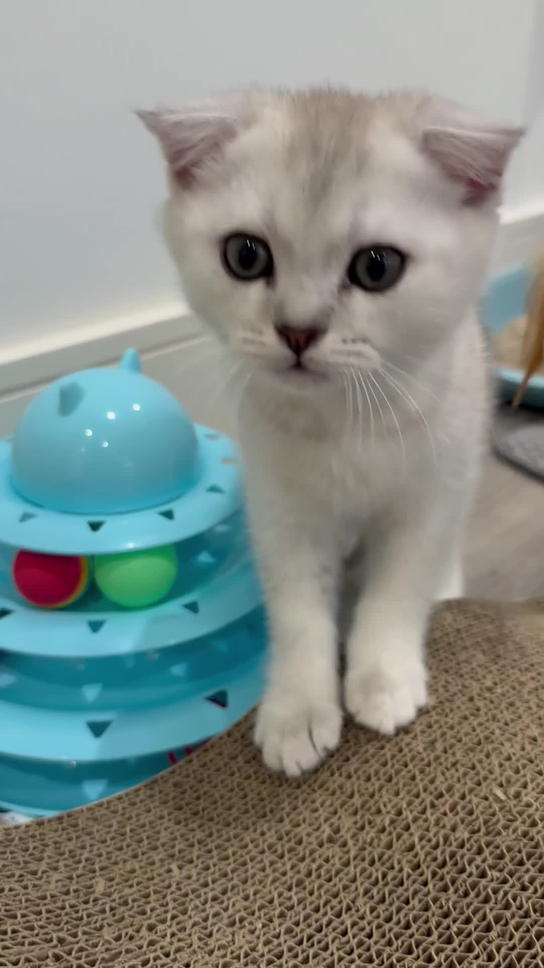 Scottish Fold cats for sale: 🐱 One boy left 🐱 Open for offers ❤️ - Video 2