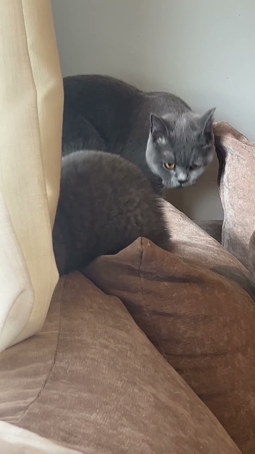 British Shorthair cats for sale: Stunning Full pedigree BSH KITTENS ( GCCF REG )  - Video 2