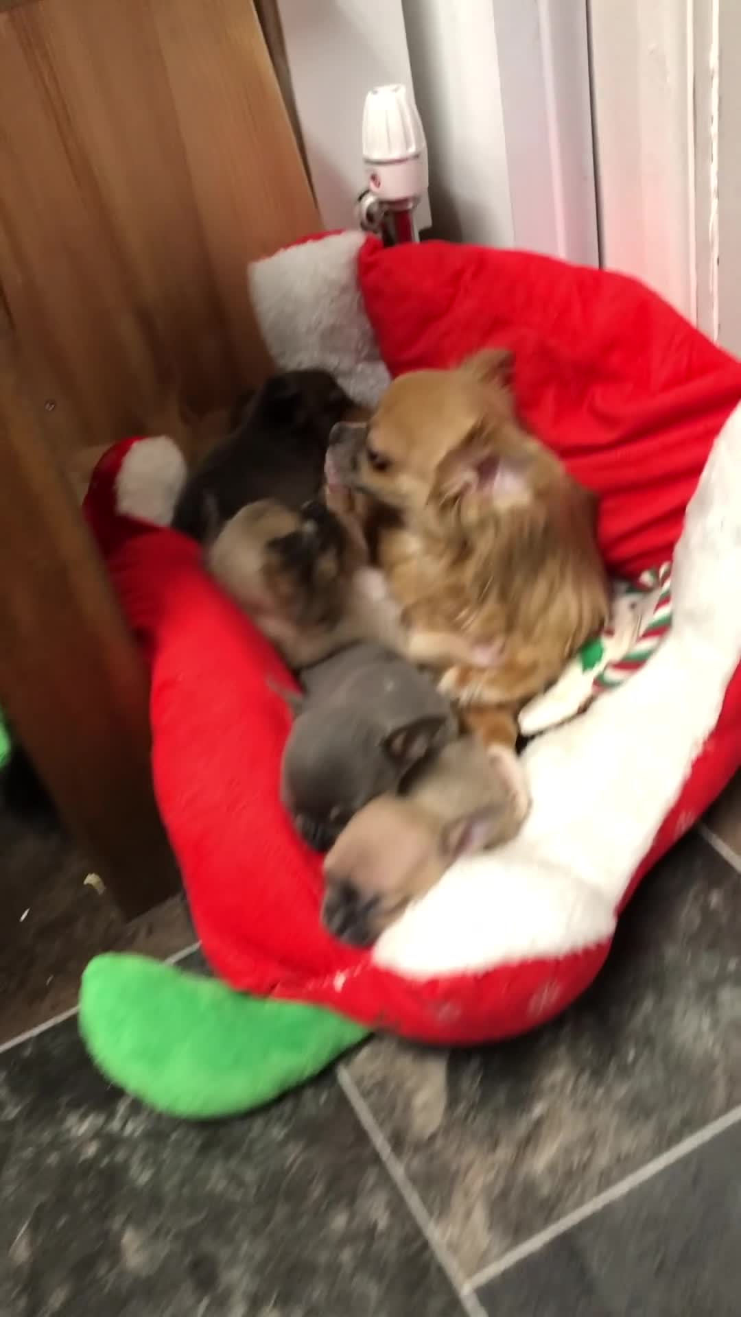 Chihuahua dogs for sale: Long haired and short haired chihuahua puppies - Video 2