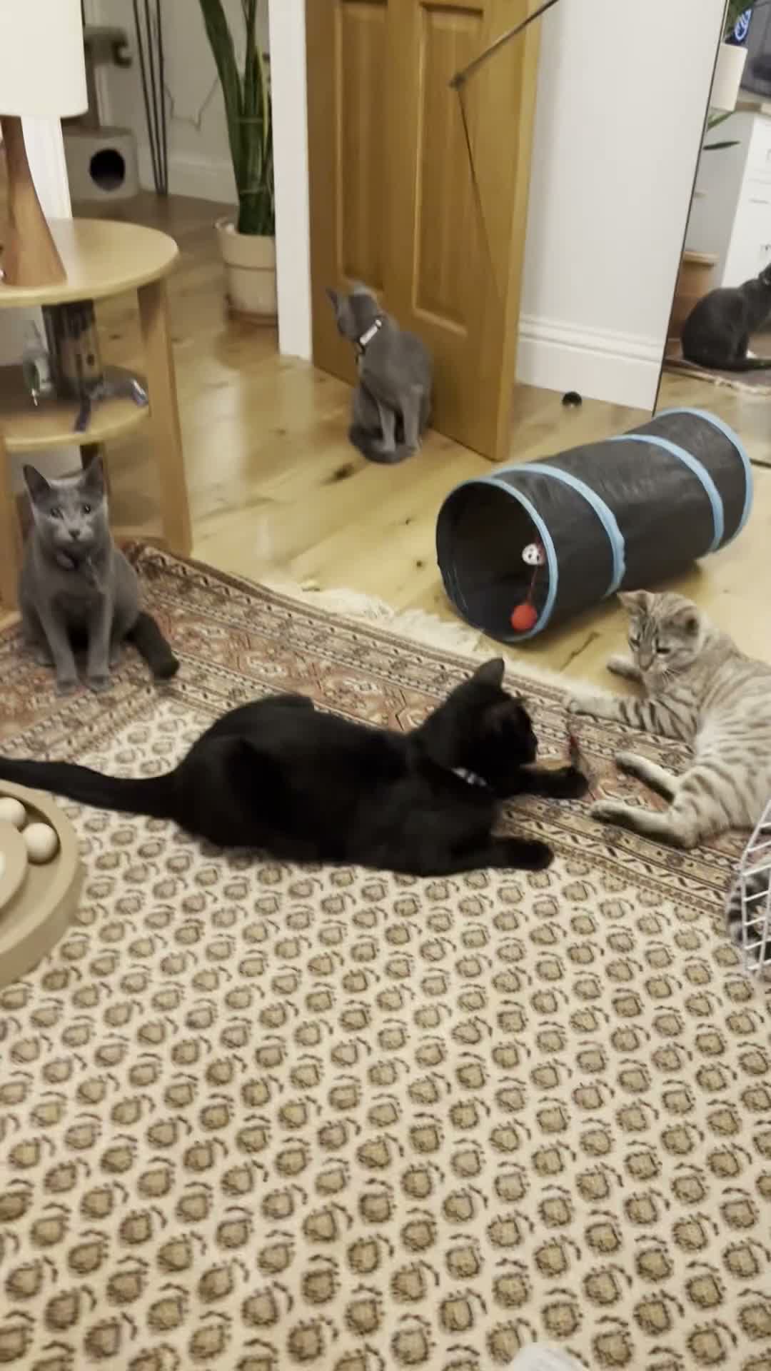 Bengal cats for sale: Fendi & Bagheera–Beautiful, Loving Bengal Pair - Video 2