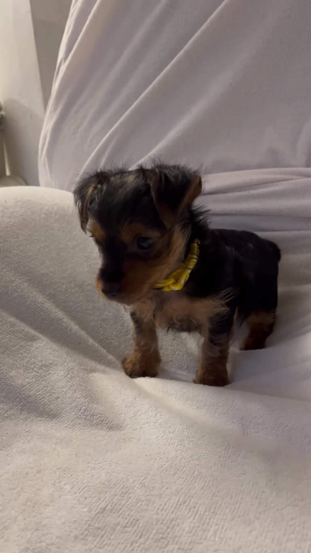 Yorkshire Terrier dogs for sale: READY TO LEAVE..YORKSHIRE TERRIERS in Bolton - Video 1