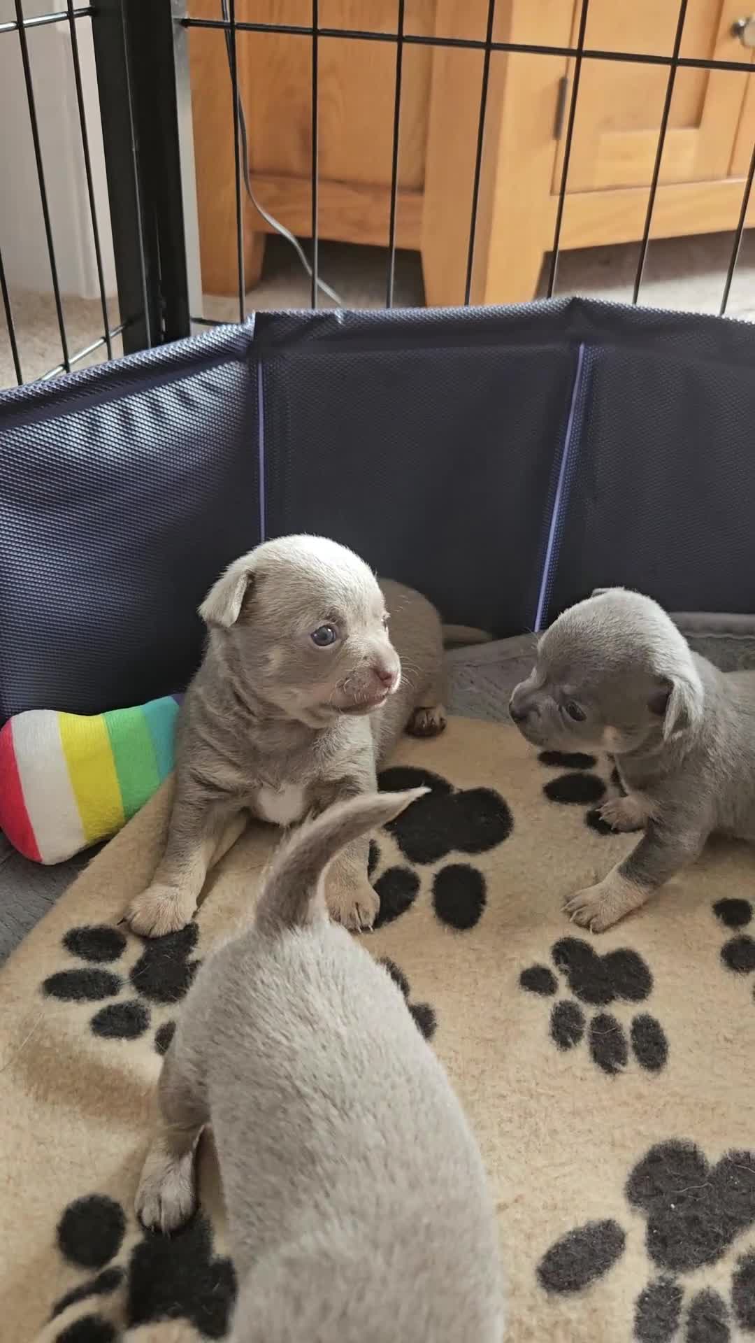 Chihuahua dogs for sale: Five Smoothcoat Chihuahua puppies for sale - Video 1