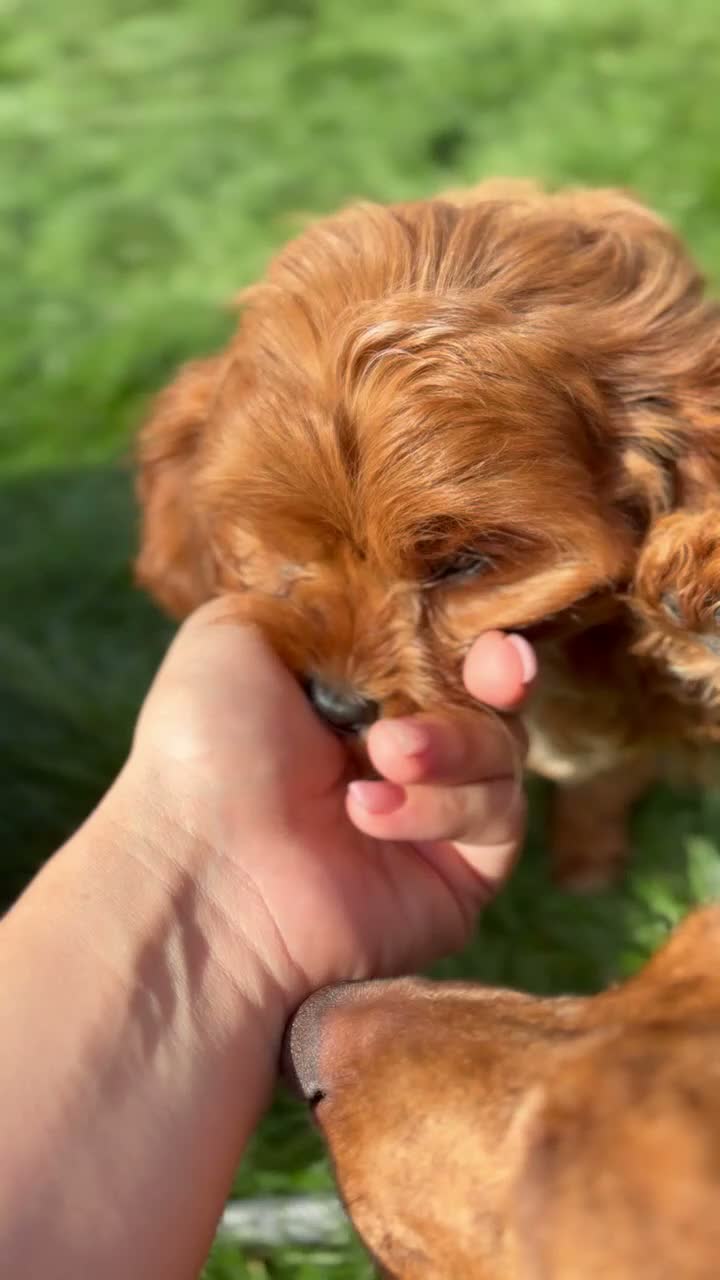 Cavapoo dogs for sale: Stunning Cavapoo puppies  - Video 3