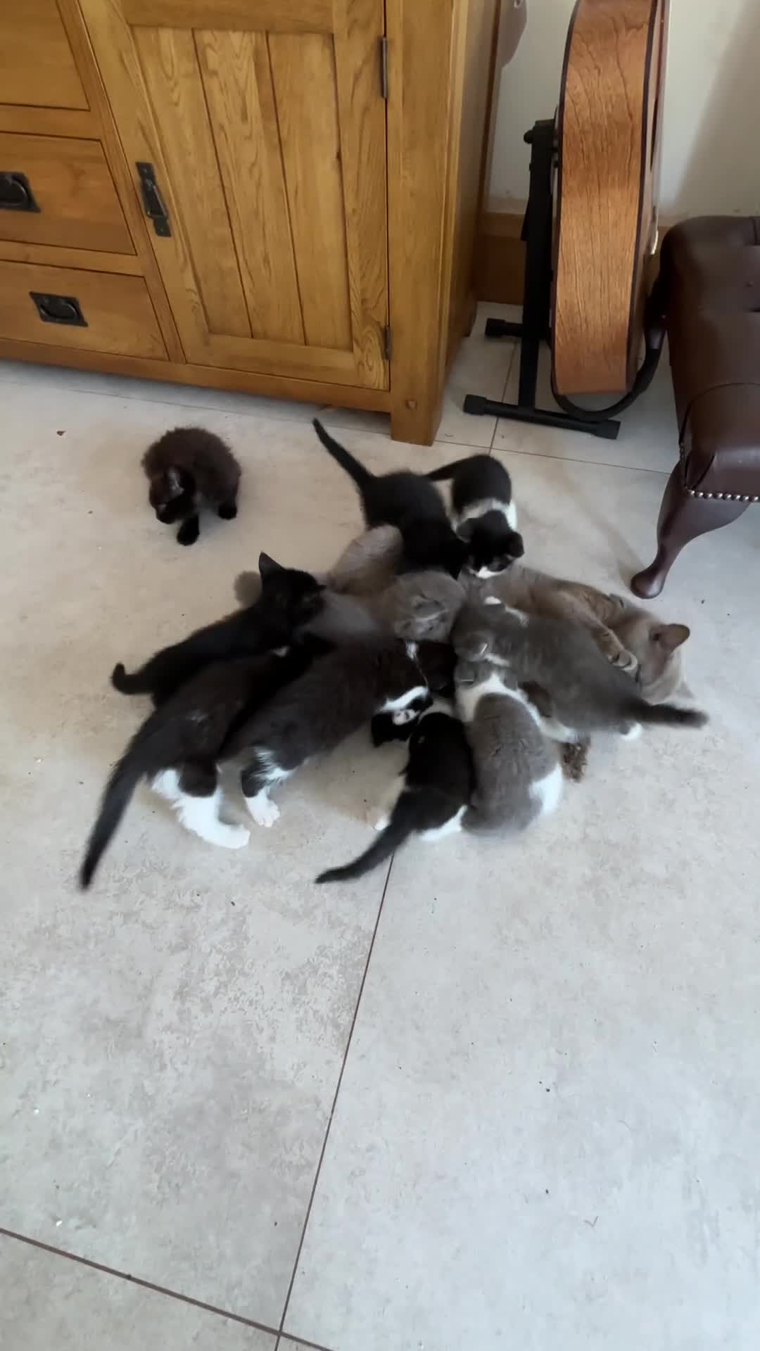 Mixed Breed cats for sale: READY NOW - Video 1