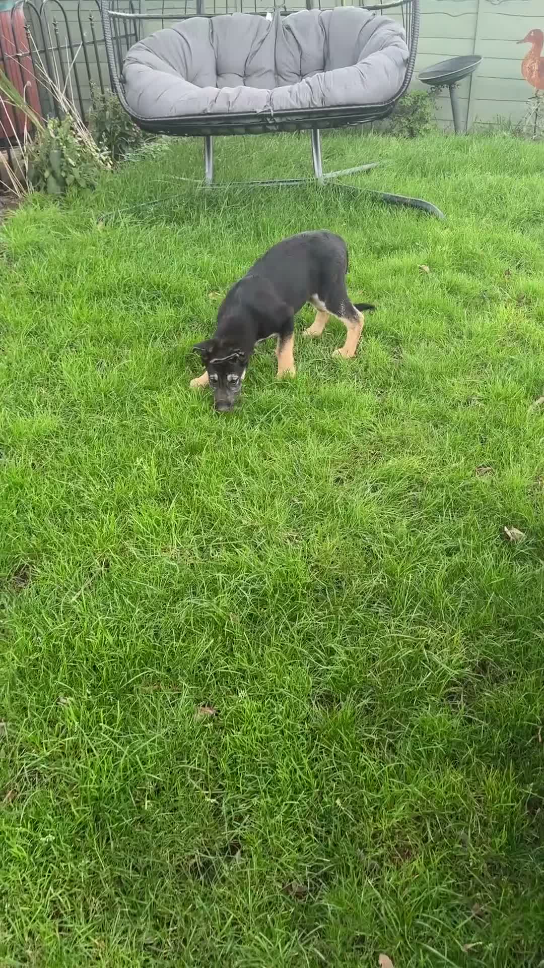Mixed Breed dogs for sale: Shollie Pups - German Shepherd x Boarder Collie in Knutsford - Video 2