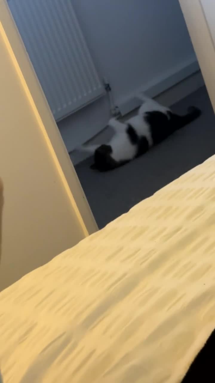 Maine Coon cats for sale: Two girls for sale  in Truro - Video 2