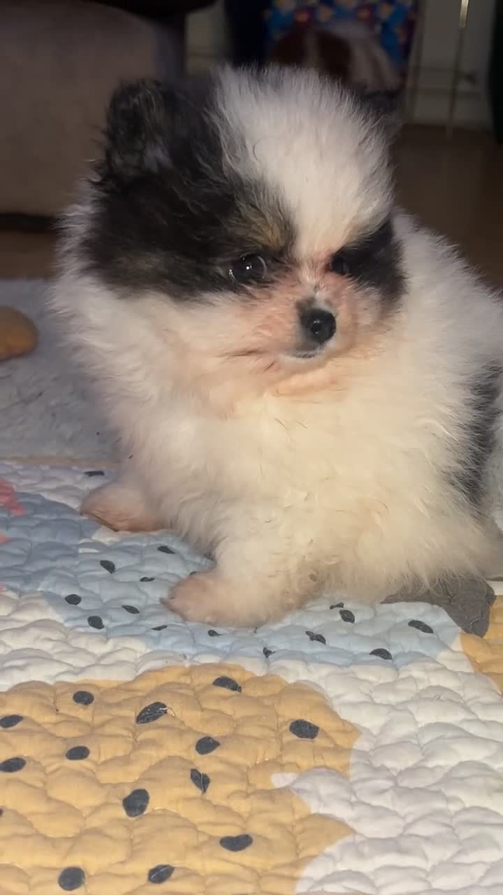 Pomeranian dogs for sale: 5 STAR POMERANIAN PUPPIES  - Video 1