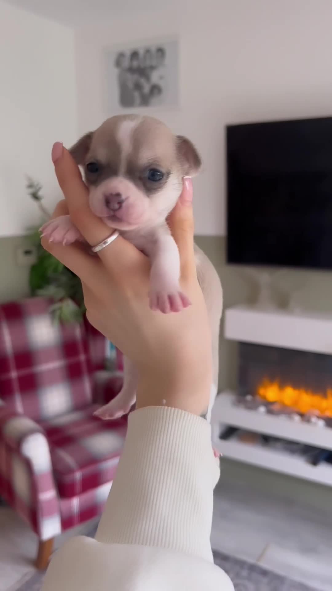 Chihuahua dogs for sale: Female  **  chihuahua puppy - Video 5