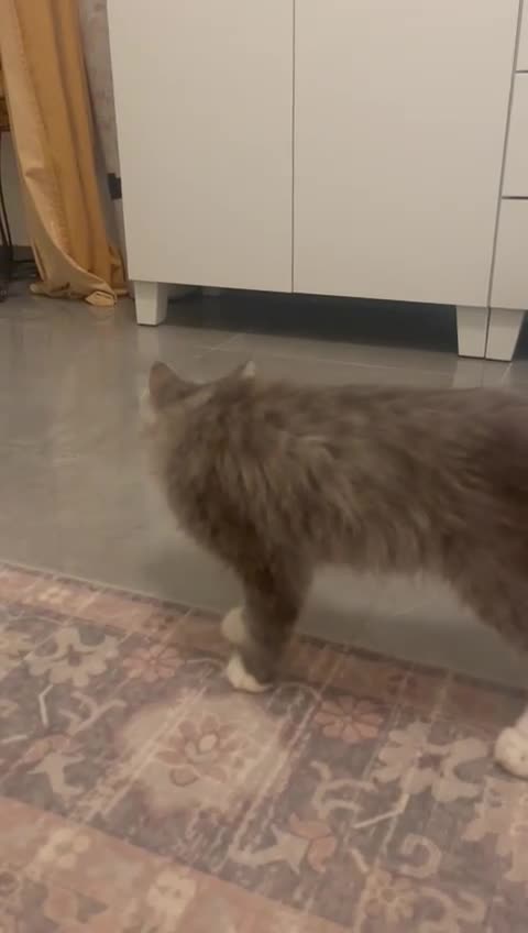 Mixed Breed cats for adoption: PENELOPE MIX PERSIAN CUTE SPAYED FULLY VACCINATED  - Video 1