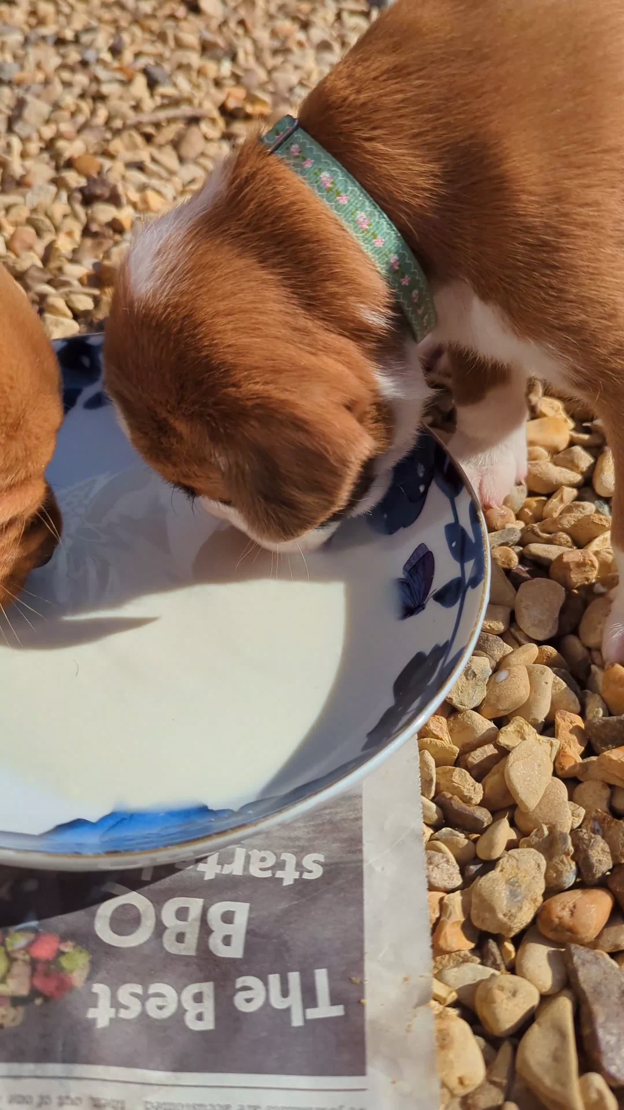 Boxer dogs for sale: Zero heart score mum. Only one puppy left - Video 3