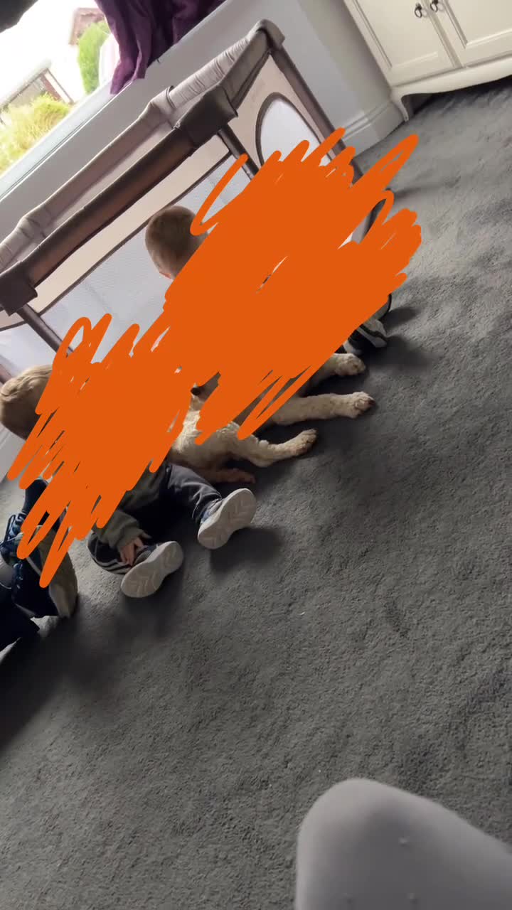 Cockapoo dogs for stud: Buddy the cockapoo ❤️ - Video 1