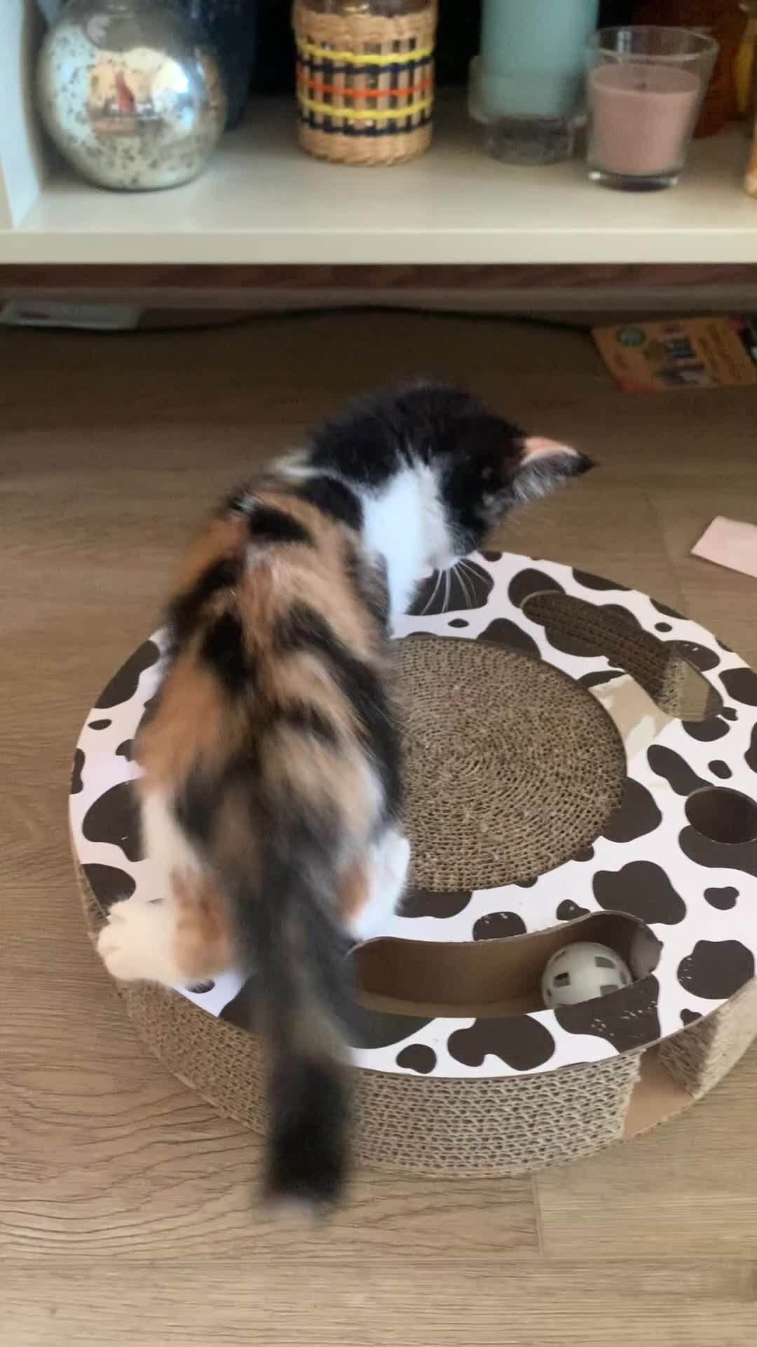 Mixed Breed cats for sale: Ready to go. Two girls and a boy Kuril bobtail mix - Video 1