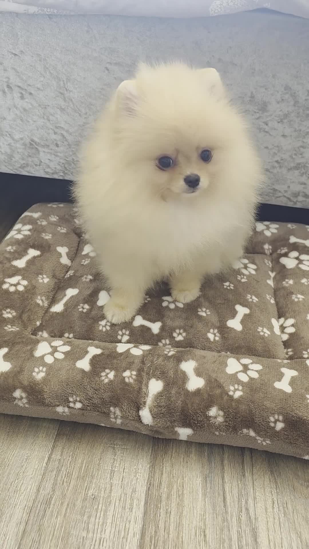 Pomeranian dogs for sale: Pom puppies - Video 1