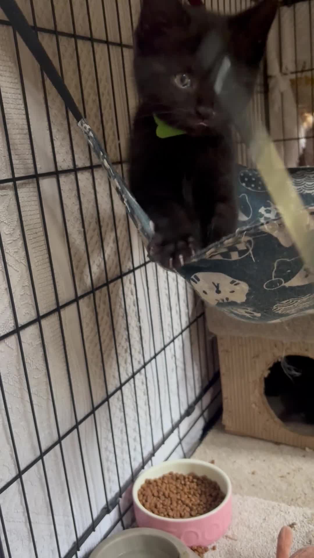 Mixed Breed cats for sale: Two Gorgeous Black Kittens  - Video 1