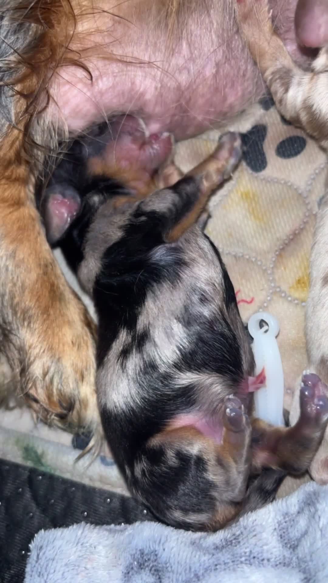 Miniature Dachshund dogs for sale: Stunning miniature Daschunds ❤️🌈💕 - Video 1