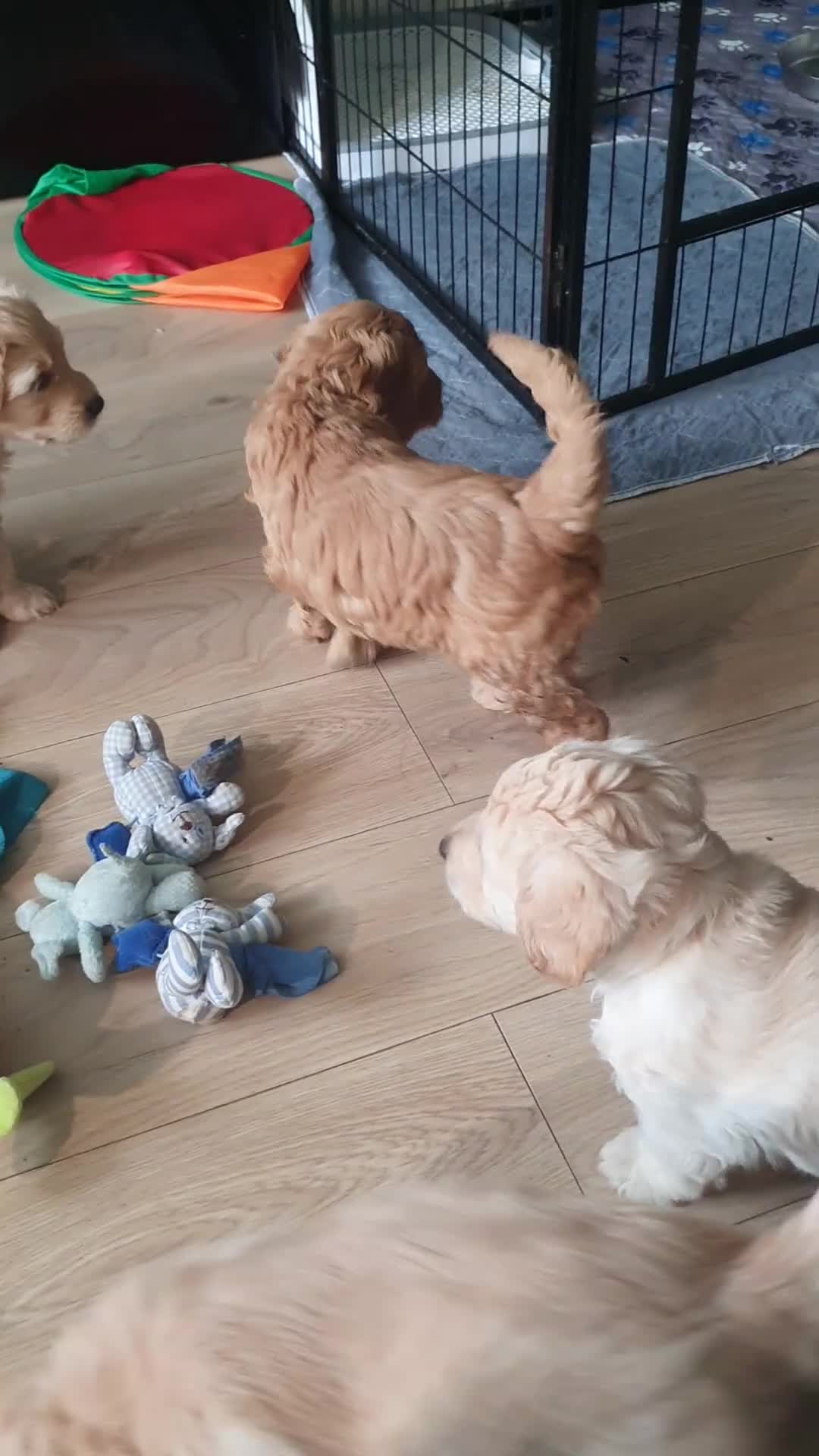 Double Doodle dogs for sale: Goldendoodle/Labradoodle  - Video 5