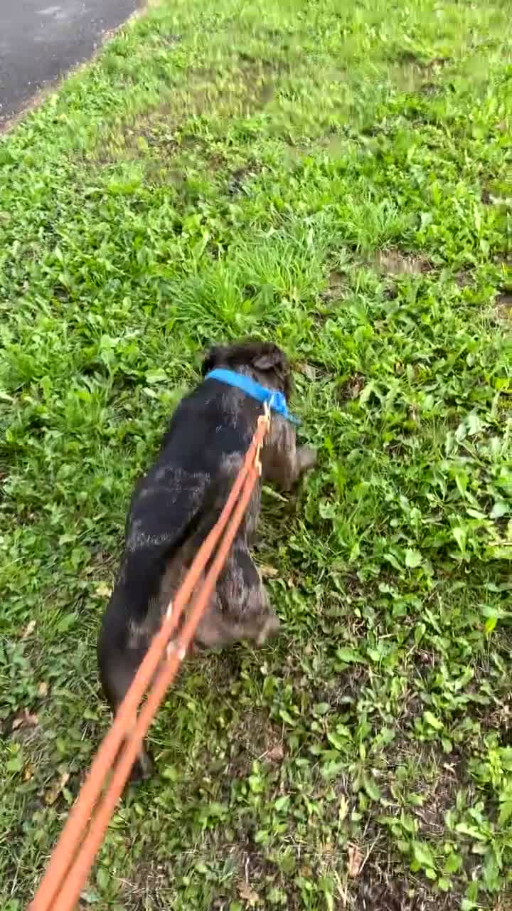 American Bully dogs for sale: Pocket bully  in Sunderland - Video 1
