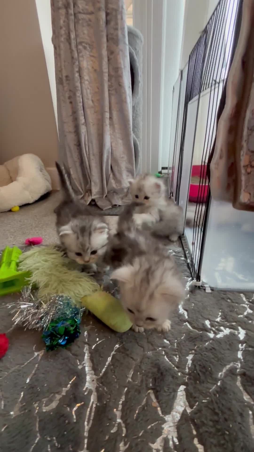 Persian cats for sale: Stunning Persian X mainecoon babies - Video 1