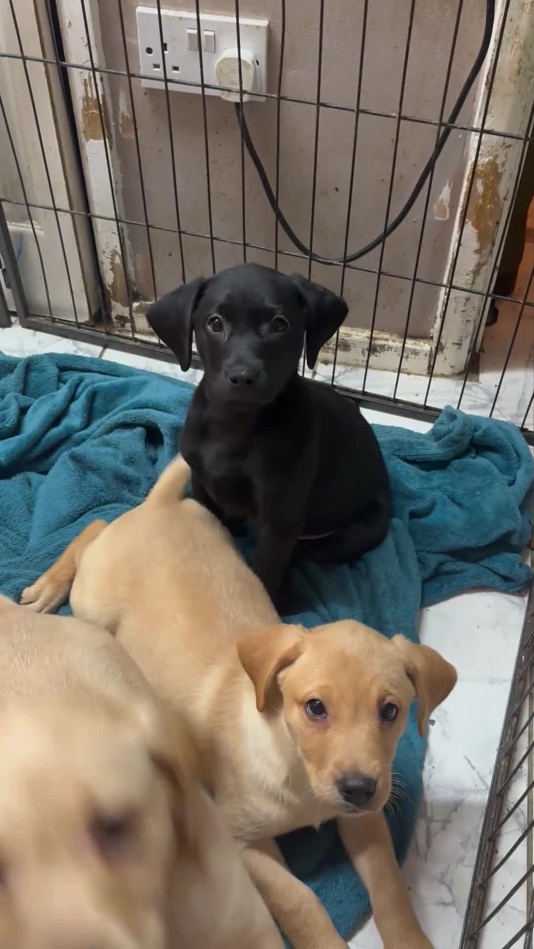 Labrador Retriever dogs for sale: Kc Labrador puppies  - Video 1