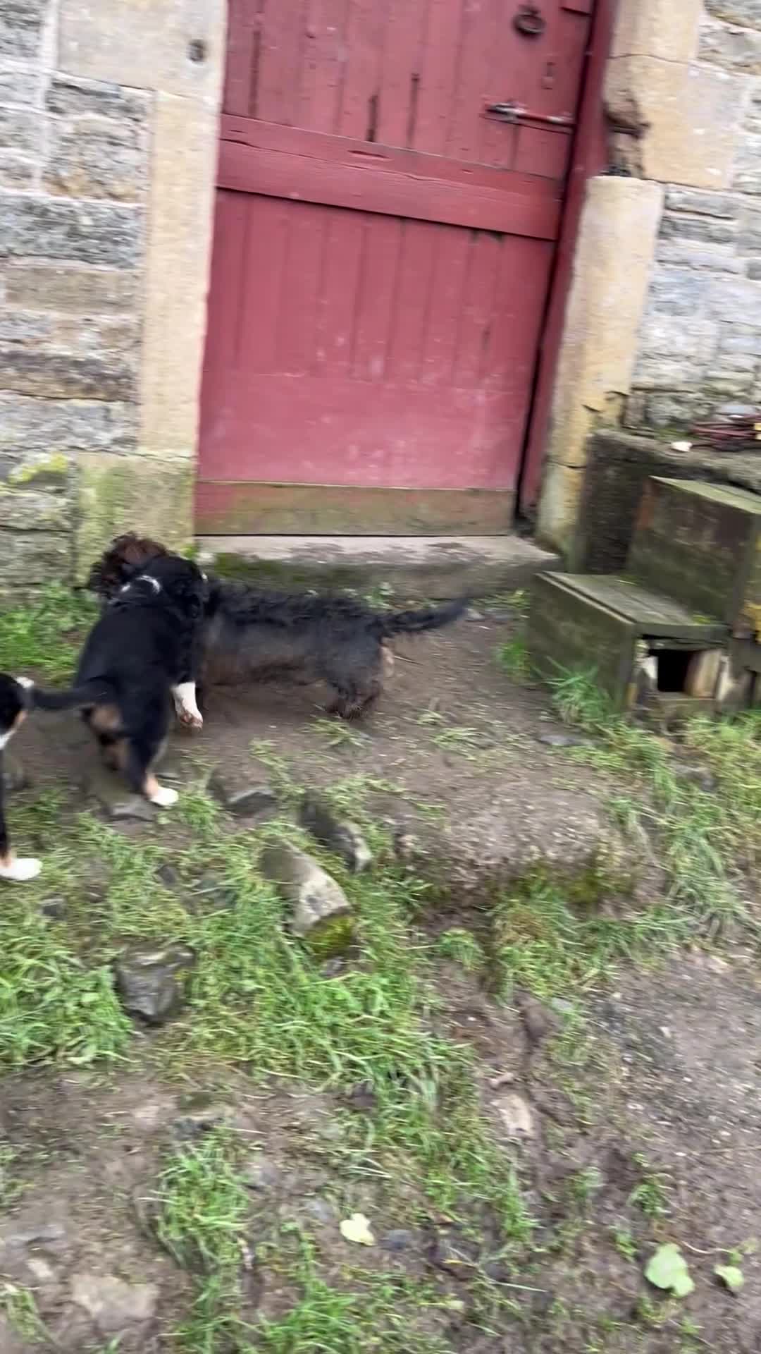 Border Collie dogs for sale: 3 stunning collie boy pups  - Video 1