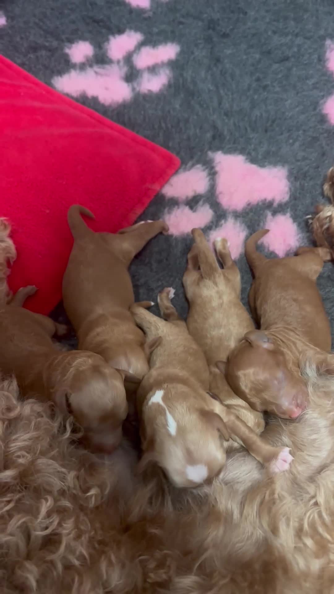 Cockapoo dogs for sale: Outstanding Cockapoo Puppies – Raised in my home. - Video 1