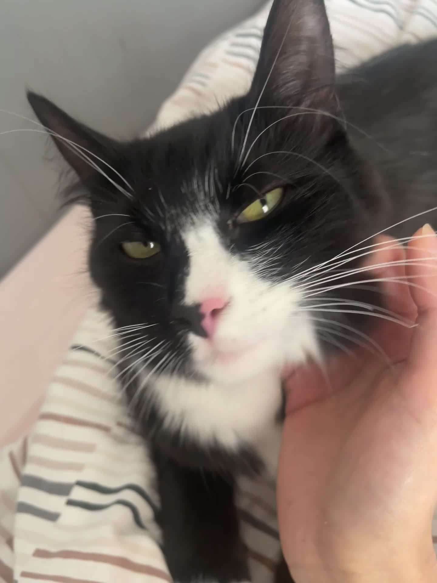 Mixed Breed cats for sale: Bonded sisters ready for a loving home - Video 2