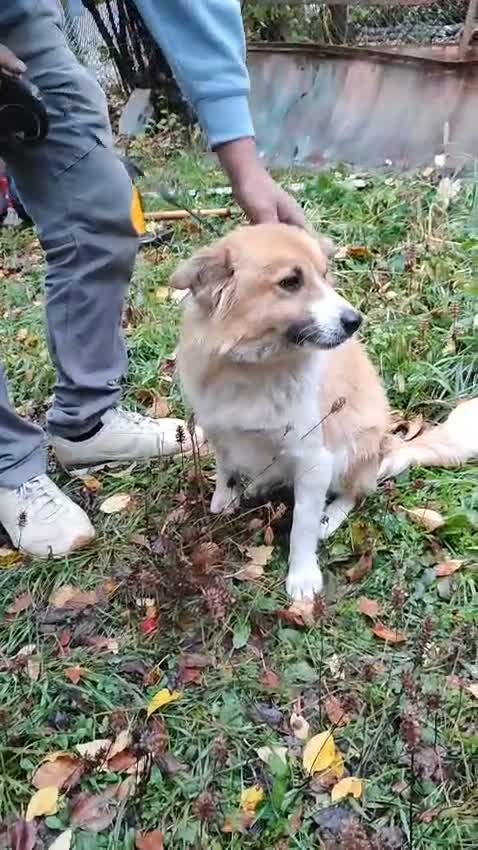 Mixed Breed dogs for adoption: Clara, 2-3 yrs old. Available for adoption. in Brixham - Video 1