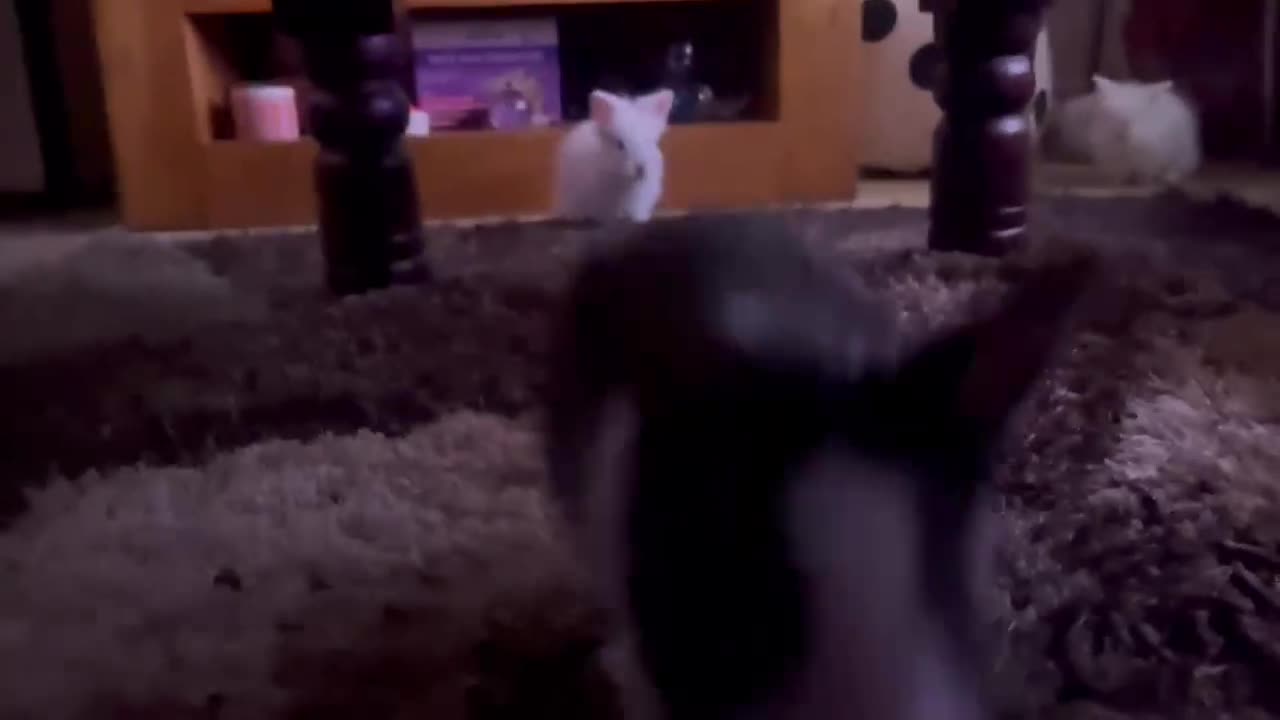 Lionhead rabbits for sale: Double-Maned Lionhead’s for sale 🐰❤️ - Video 3