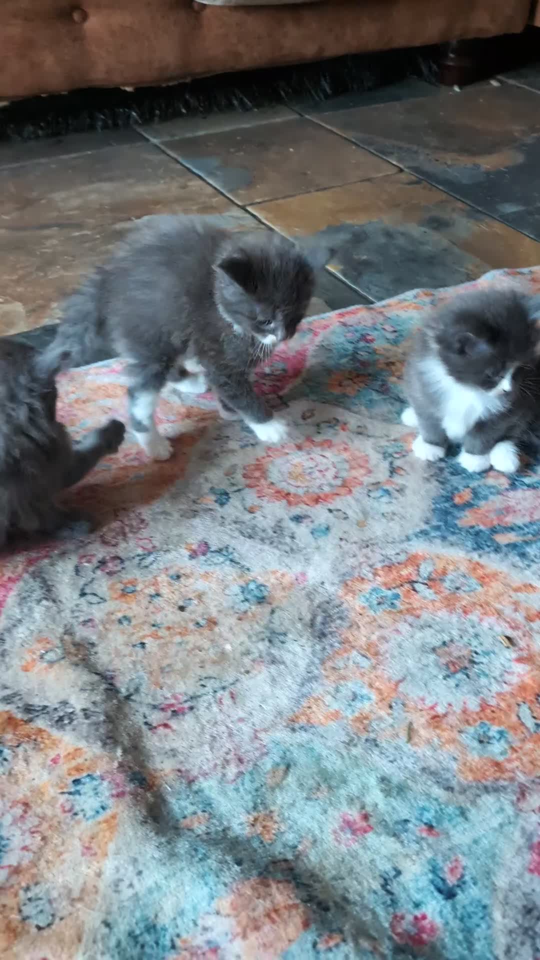 Maine Coon cats for sale: Beautiful Blue Maine Coon kittens - Video 1