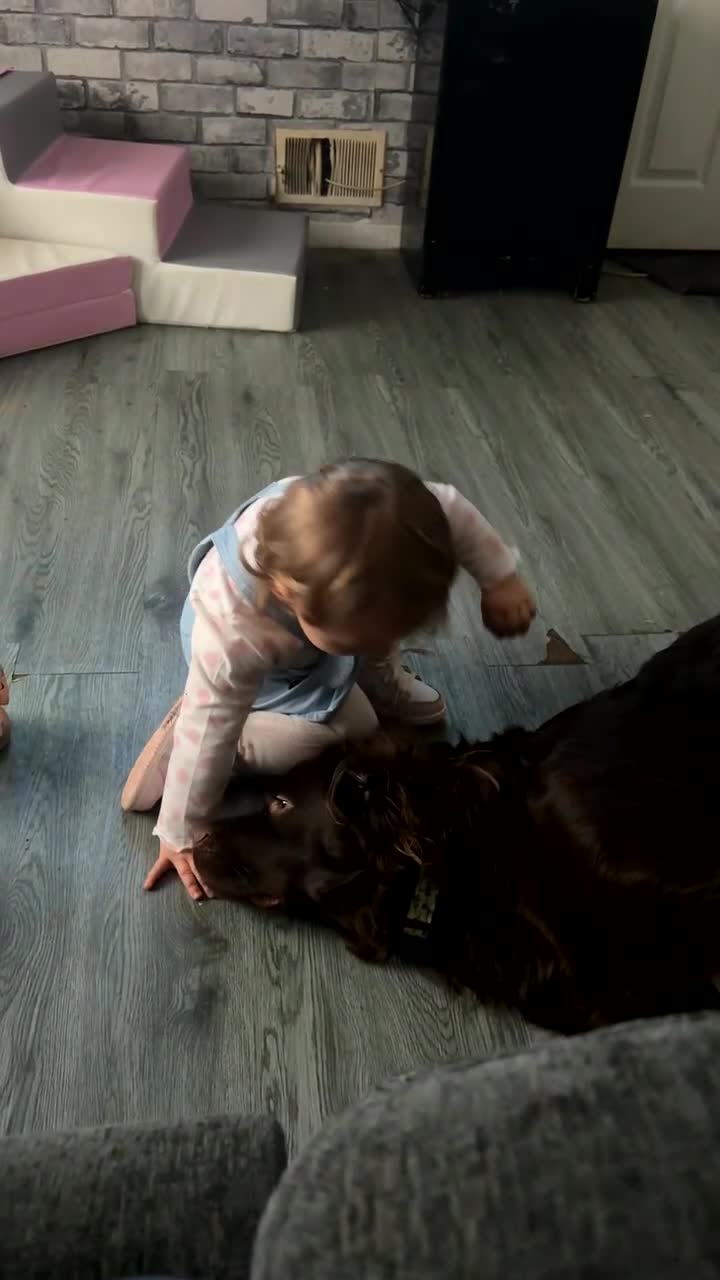 Cockerdor dogs for sale: Labrador x cocker spaniel x poodle male dog - Video 1