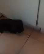 Patterdale Terrier dogs for sale: Patterdale terrier for sale  - Video 1