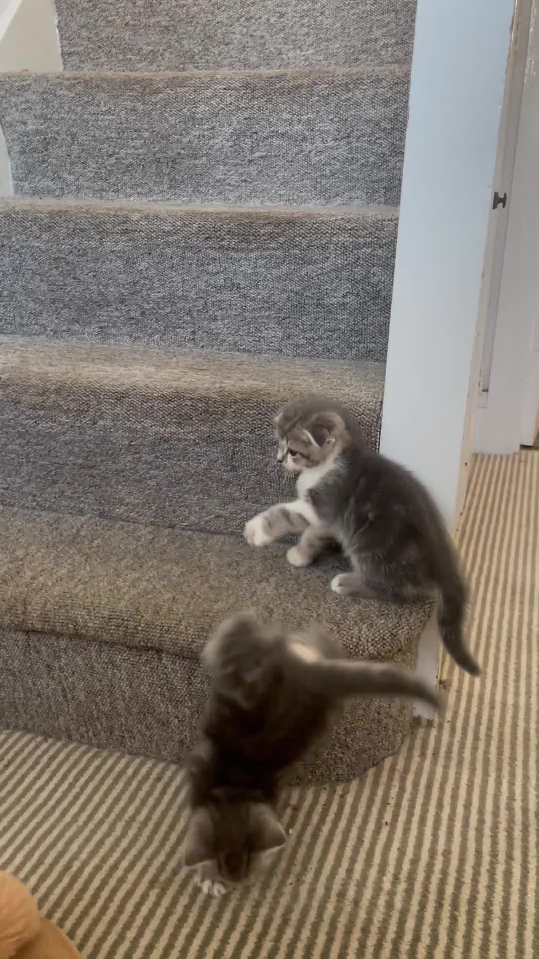 Scottish Fold cats for sale: Charming Scottish Fold Kitten – Born 7th July  - Video 2