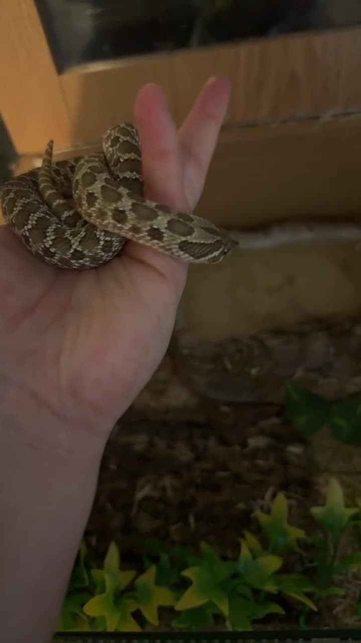 Snake reptiles for sale: Female hognose snake  in Ebbw Vale - Video 2