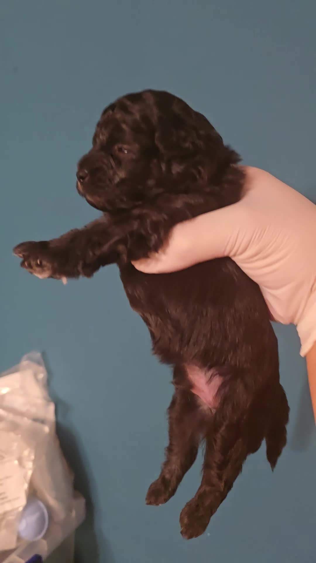 Chipoo dogs for sale: Beautiful Multigen Chipoo x Micro Poodle Puppies - Video 1