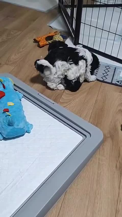 Havanese dogs for sale: Beautiful Havanese Puppies Ready Now - Video 2