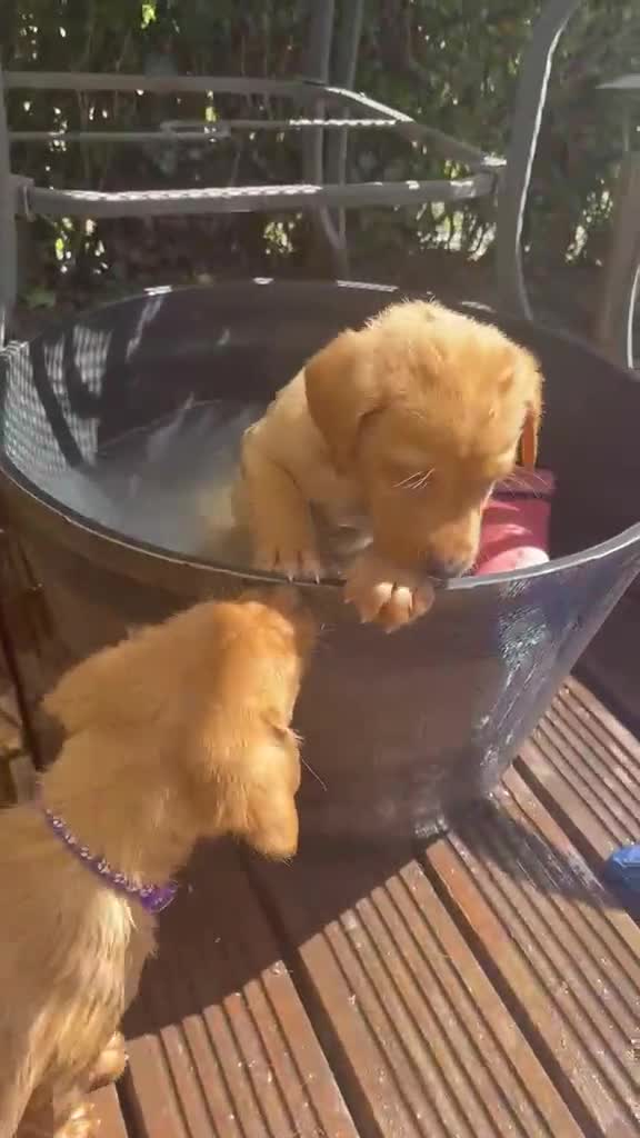 Labrador Retriever dogs for sale: Stunning Fox Red Labrador puppies - Video 5