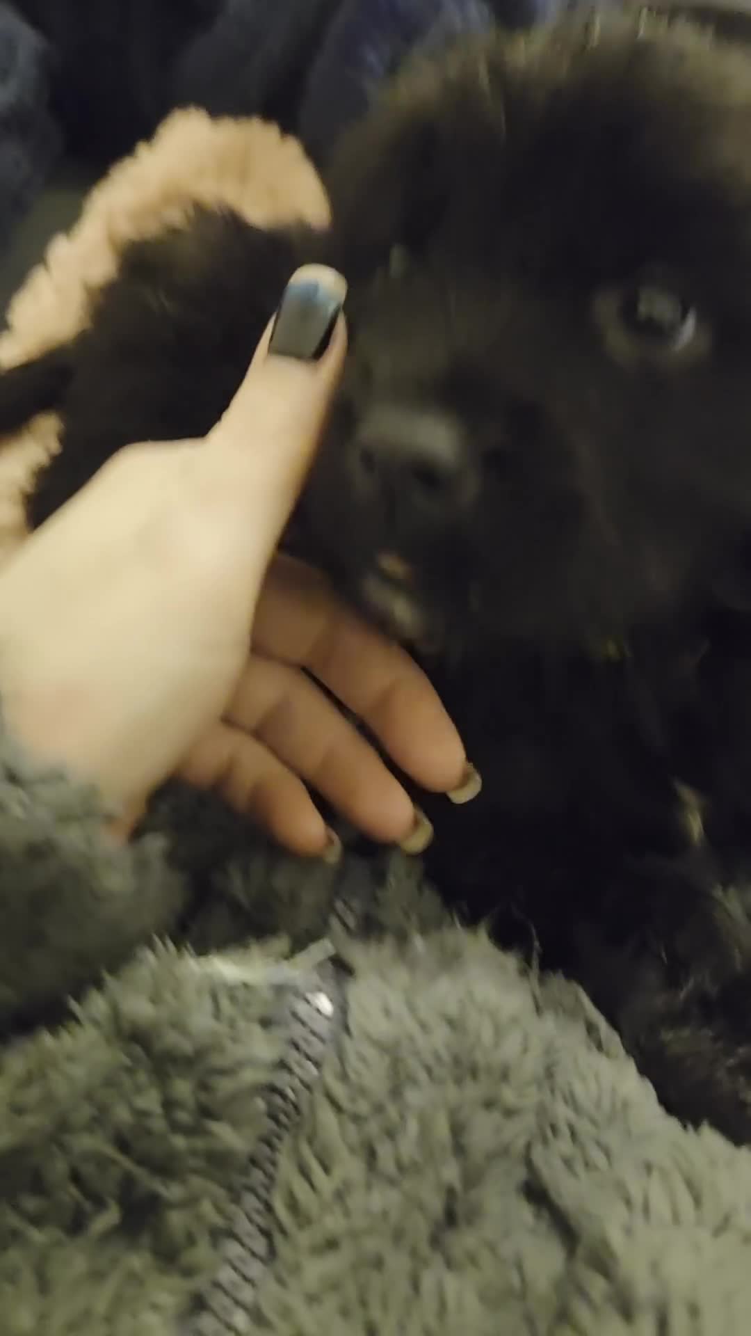 Mixed Breed dogs for sale: Gorgeous St Bernewfie Puppies  - Video 3