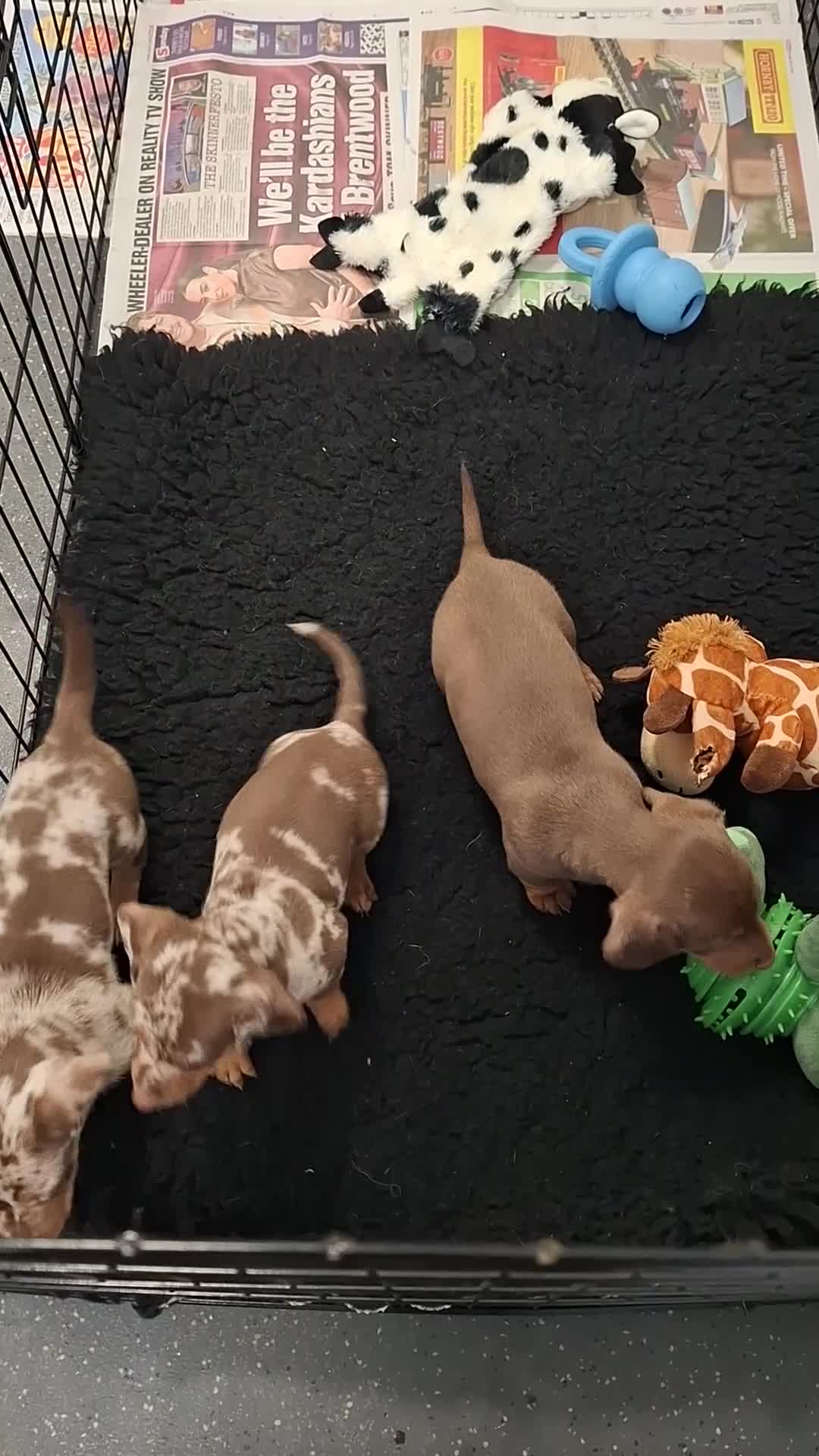 Dachshund dogs for sale: Minature Dachshund pups - Video 1