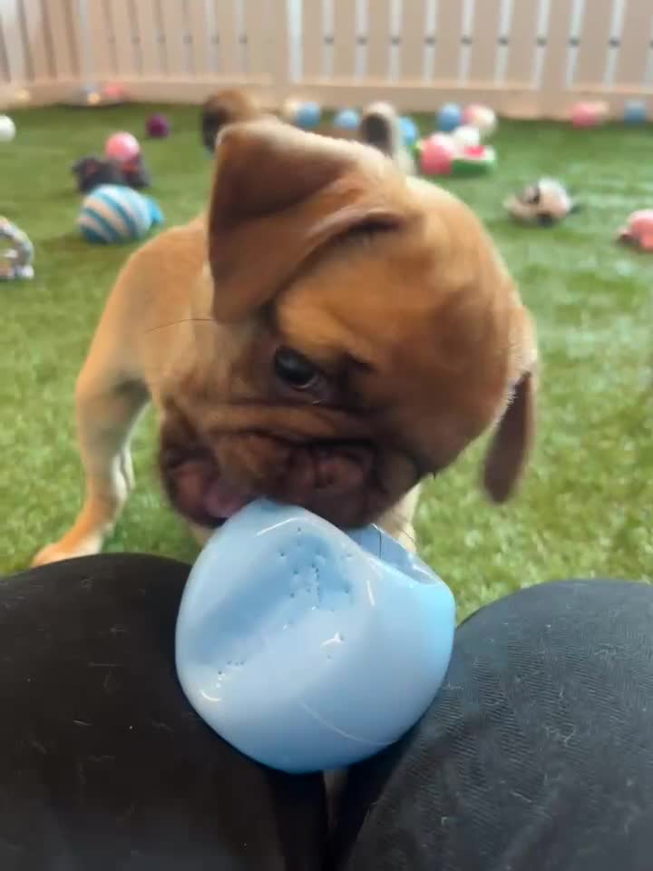 Pug dogs for sale: Full miniature panda pugs - Video 2