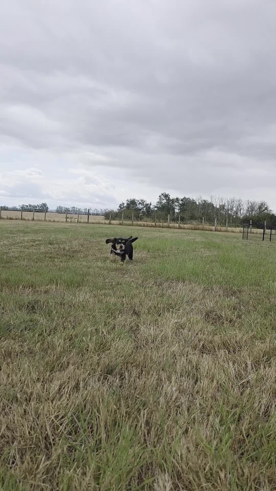 Cocker Spaniel dogs for sale: Exceptional Black and Tan Working Cocker in Sheerness - Video 1
