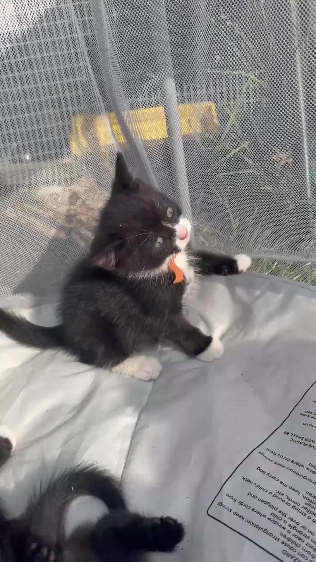 Mixed Breed cats for sale: Litter of Kittens For Sale - only 1 Male left in Dunstable - Video 1