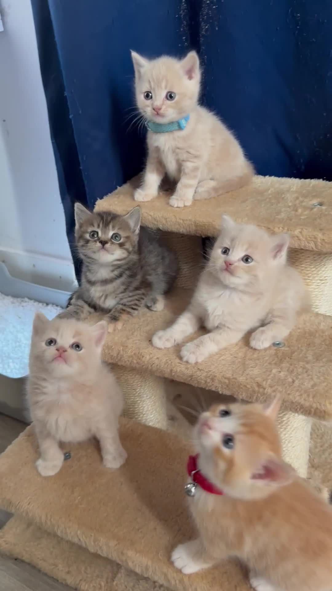 British Shorthair cats for sale: Beautiful half British shorthair kittens  - Video 1