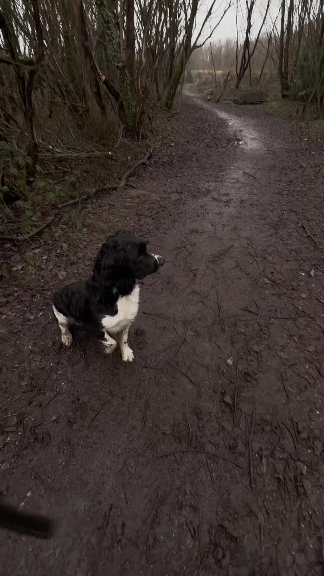 English Springer Spaniel dogs for stud: Stunning KC Stud, Proven, Health and DNA Tested. in Wigan - Video 2