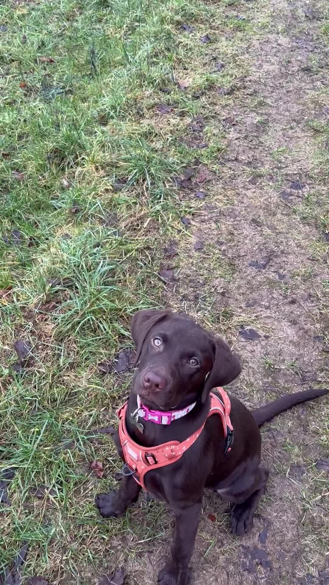 Labrador Retriever dogs for sale: 6 month old chocolate Labrador  in Tidworth - Video 3