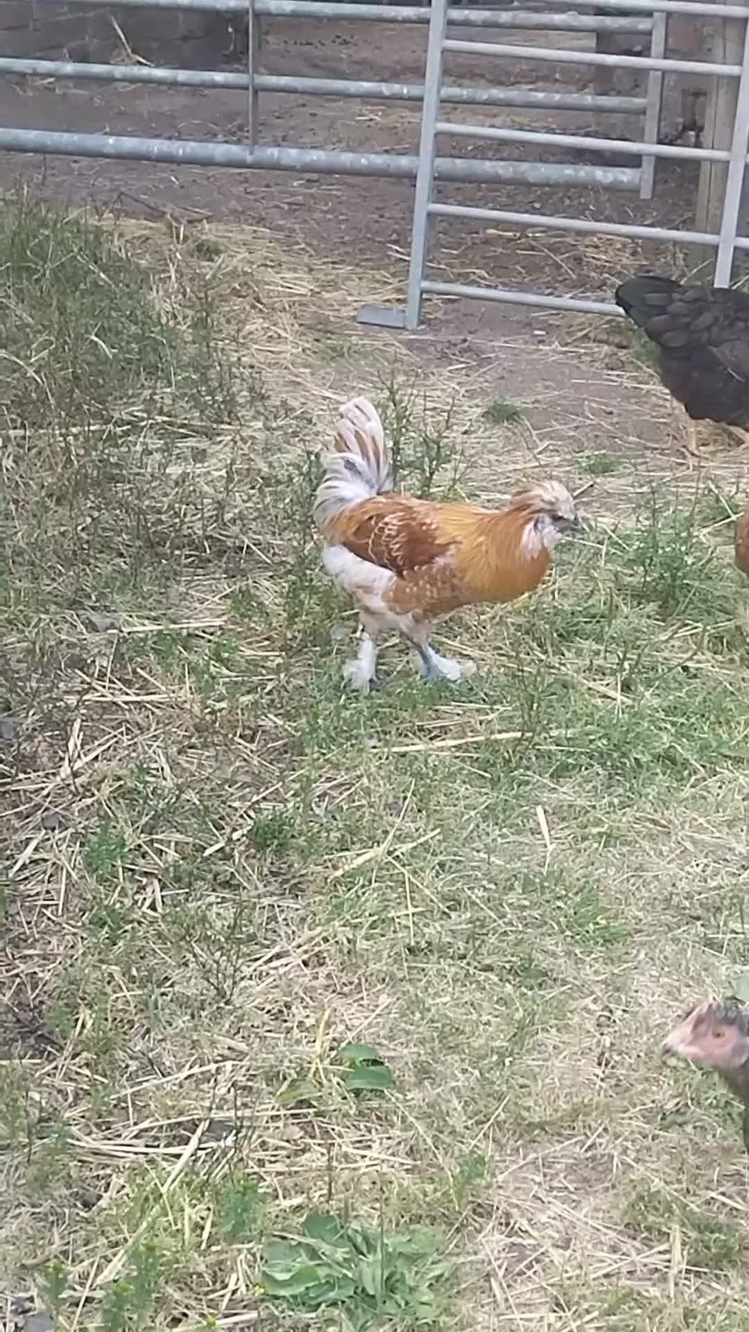 Chickens poultry for sale: Silkie X Polish Cockrel - Video 1