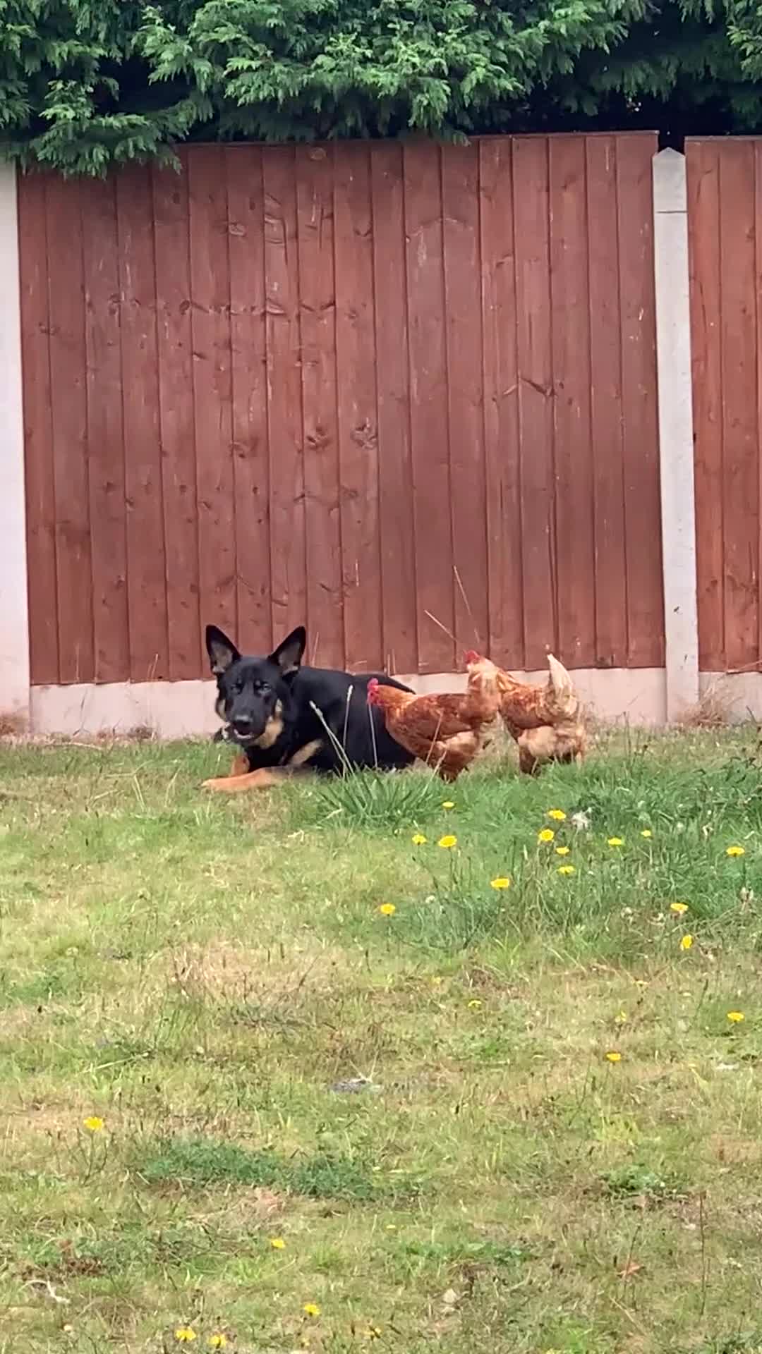 German Shepherd dogs for sale: 5 Year Old German Shepherd for Rehoming - Video 1